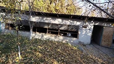 Продажа коттеджей и домов: Дом из пяти комнат имеется хоз постройки сарай на 10 голов, два — 3