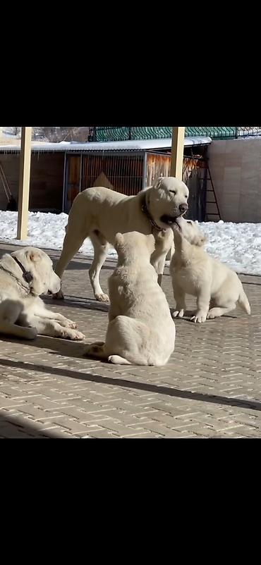 İtlər: Alabay — 4