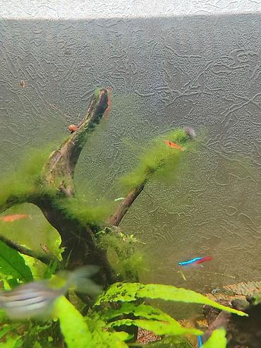 где купить альгицид для бассейна: Креветки неокаридина Red Cherry (Neocaridina davidi “Red Cherry”) — 3