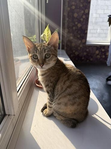 кошки сиамская: Кошка даром: Беспородная, Девочка, Приучена к лотку — 1