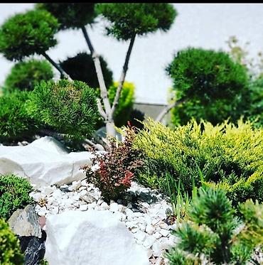 саженцы кочот: 🌲Услуги Садовника: Авто полиф, фарсунычные 💦капельные . ✂️Стрижки — 3