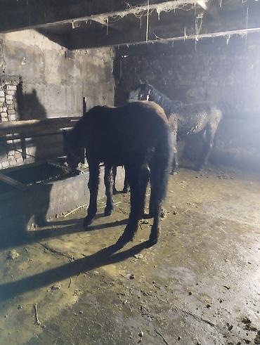 Лошади, кони: Продаю | Жеребенок | Для разведения | Племенные — 4