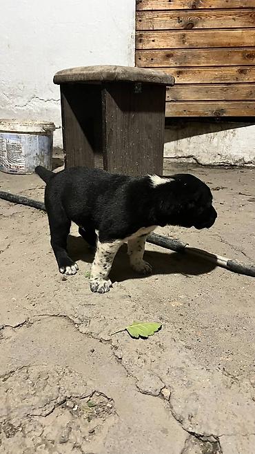 Продажа собак: Алабай, 1 месяц, Самец — 3