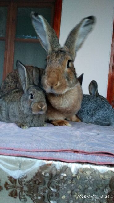 Dovşanlar: Flandr cinsli damazlıq dovşan balaları satılır. Ətlik cinsidir. Təmiz -da lalafo.az — 11 Dovşanlar: Flandr cinsli damazlıq dovşan balaları satılır. Ətlik cinsidir. Təmiz — 11