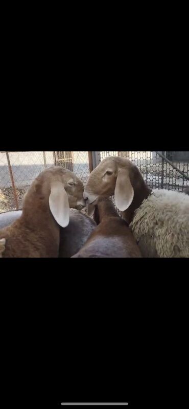нашли кошку: Продаю | Овца (самка), Ягненок | Арашан | Для разведения | Племенные