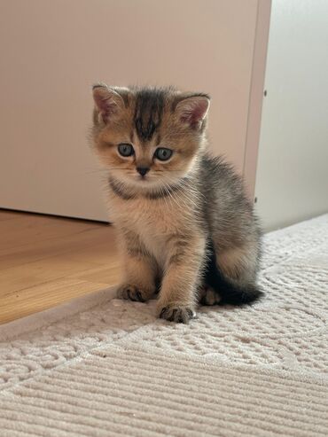 Pişiklər: Şotland yastı qulaq — 9