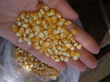 Продукты питания: Продаю кукурузу поп-корн
хорошо лопается
