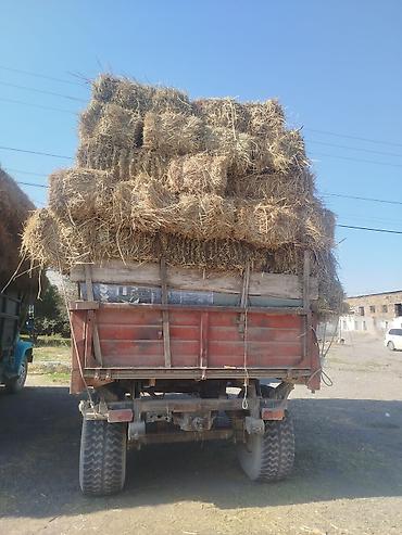 ат башы там: Солома в тюках - Прессованные тюки соломы, аккуратно уложенные и — 3