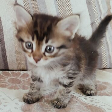 экзотическая короткошёрстная кошка: Котёнок классического окраса табби (тигровый мрамор) с пушистой