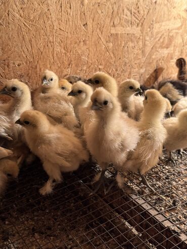 активированный уголь волнистому попугаю: 🐣Продаю декоративные карликовые породы кур и петухов! Отличные
