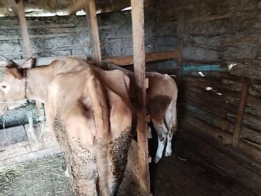 купить аквариум в баку: 3-cü qarın. 8-9 litrə qədər süd verir. Çox sakit maldır. İnək tək — 2