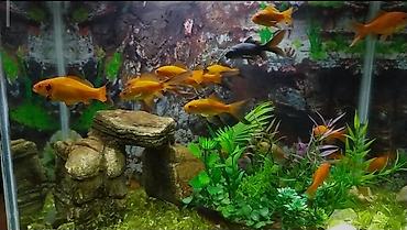 akvarium balıqları: Qızıl balıq, Sülhsevər, Pulsuz çatdırılma — 1