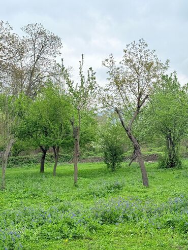 xacmazda torpaq: 17 sot, Biznes üçün, Mülkiyyətçi, Kupça (Çıxarış)