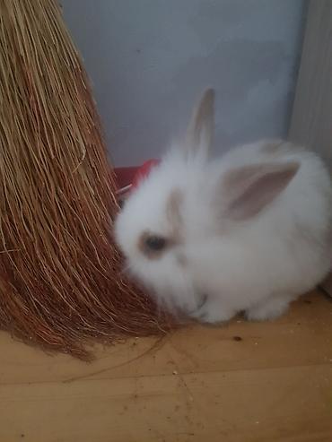 Декоративные кролики: Пуховый декоративный кролик (карликовый тип) пол-обе самцы им по 5 — 1