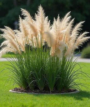 sotka supurge: Pampas otu (Cortaderia selloana) – dekorativ çoxillik bəzək bitkisi - — 1