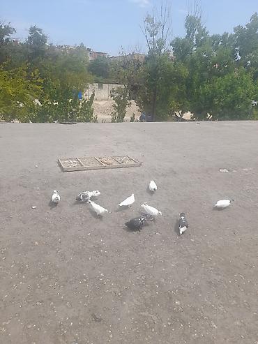 derzi quşu: 9 eded qusdu 5 aznnnen top sekilde satilir saglam quslardi — 4