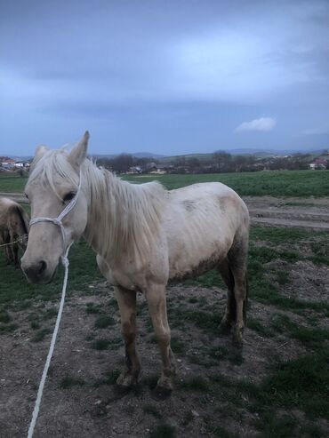 at cilovu: Dişi, il: 10, Ünvandan götürmə