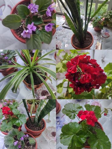 Хлорофитумы: Продаю комнатные цветы Сансевиерия-250сом (тещин язык ) Хлорофитум — 9