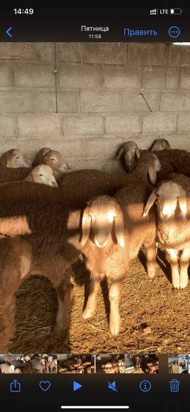 Бараны, овцы: Продаю | Ягненок | Арашан | Для разведения | Племенные at lalafo.kg — 6 Бараны, овцы: Продаю | Ягненок | Арашан | Для разведения | Племенные — 6