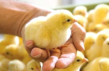 животные живые: Продаю | Цыплята | Хай-Лайн Браун, Хай-Лайн Соня Грей | Несушки