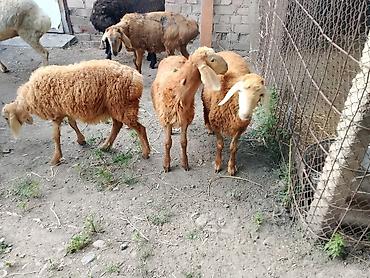 Баран, овца: Продаю | Ягненок at lalafo.kg — 7 Баран, овца: Продаю | Ягненок — 7