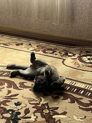 scottish fold satilir: Şotland yastı qulaq — 4