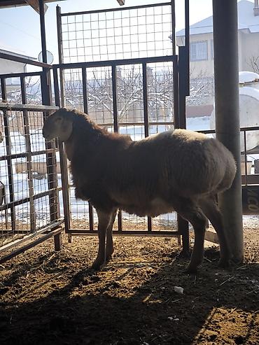 Баран, овца: Продаю | Ягненок, Баран (самец) | Арашан | Для разведения | Племенные — 10