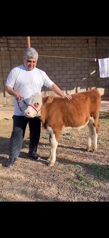 Dana, buzov: Satılır: simmental tipli dana - Cins: ətli istiqamət – simmental — 7