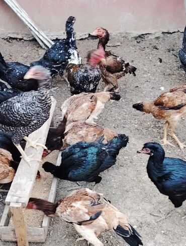 купить хорька в баку: Heyrati satisi Mehdabad Barter yoxdu. Təmiz qan Samo indanez və