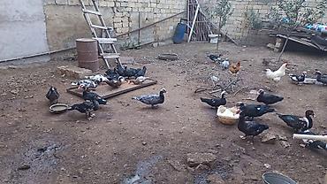 ördek qaz: Muscovy ördəkləri və toyuqlar – həyət şəraitində saxlanılan qarışıq — 2