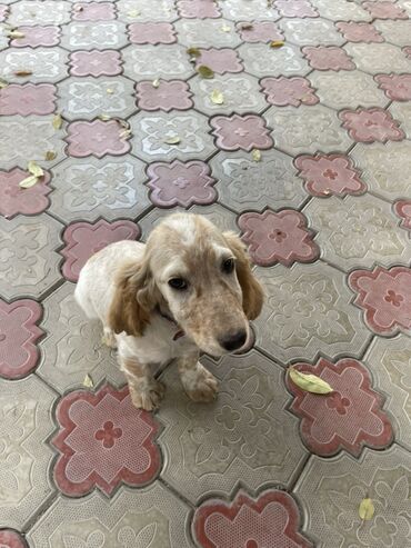 самоедская собака цена: Спаниель, 4 месяца, Самец, С прививкой