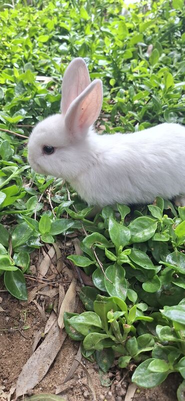 Dovşanlar: Dekorativ dovsanlar biri 15 azn — 6