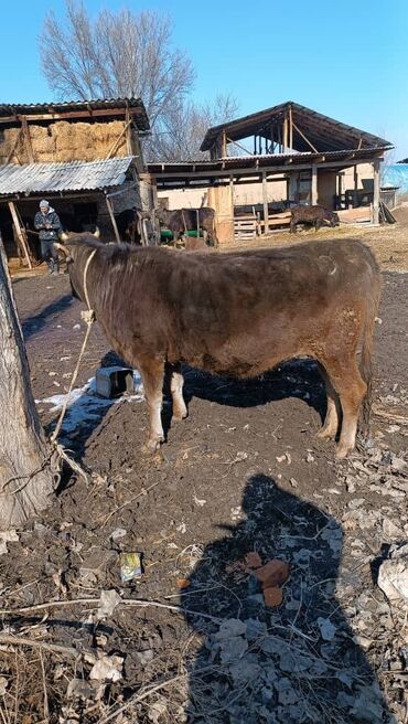 корова беловодск: Сатам | Уй (ургаачы), Кунаажын | Алатоолук, Швиц | Көбөйтүү үчүн, Сүт алуу үчүн | Бооз