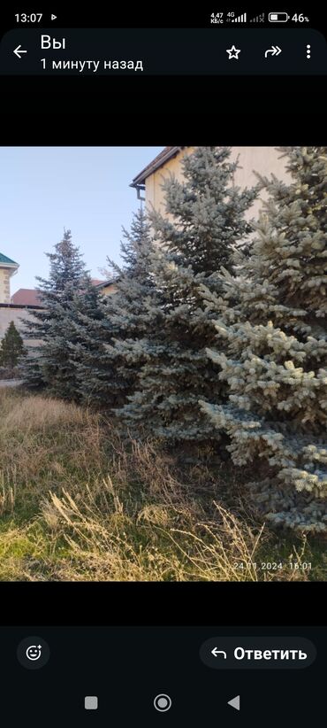 куплю голубые ели: Ель колючая голубая (Picea pungens ‘Glauca’) - Декоративные взрослые