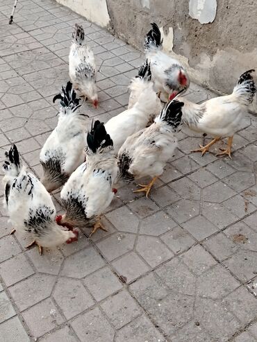 Xoruzlar: 10 ədəddir tam sağlam həyət heyvanlarıdi 8 ayligdilar diri çəkisi 2 — 6