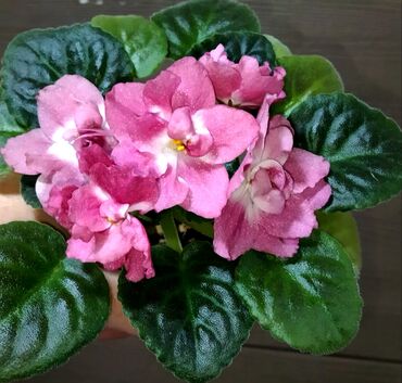 Фиалки и глоксинии: 🌱🌺🌱 Продаю сортовые ДЕТКИ стандартных фиалок🌱🌺🌱. Цены от 80-150 сом — 23