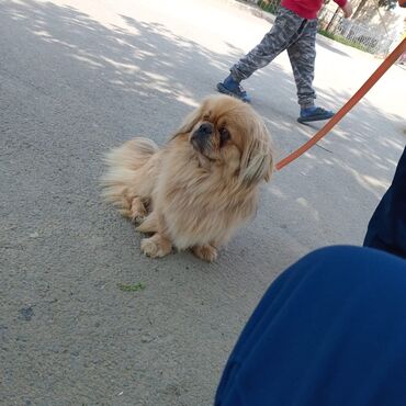 zvanok itlerin satisi: Pekines, 11 ay, Erkek, Peyvəndli, Ünvandan götürmə