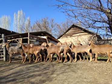 сулук курт кайерде сатылат: Сатам | Козу | Арашан | Көбөйтүү үчүн | Токту