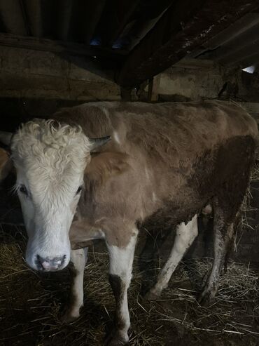 Inəklər, öküzlər: Erkək, il: 1, 100120 kq, Damazlıq, Ətlik, Ünvandan götürmə — 8