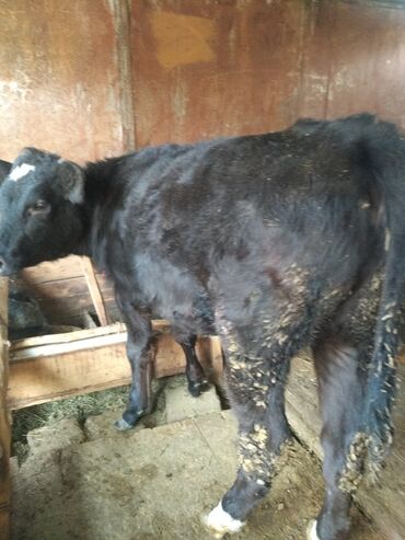 объявления о найденных животных: Продаю | Музоо, торпок | Полукровка | Для разведения