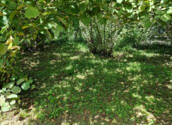 Kommersiya daşınmaz əmlakının satışı: Zaqatalada geniş həyətyanı sahəsi olan fərdi yaşayış evi - 2 — 18