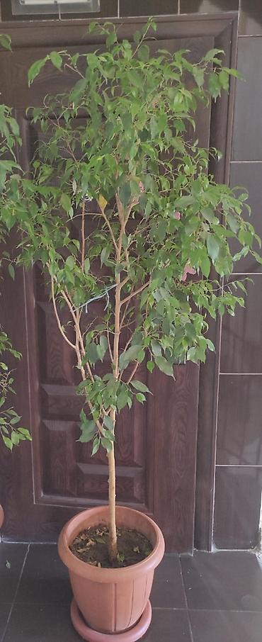 tut ağacı: Fikus Benjamina (bənövşəyi-qəhvəyi plastik dibçəklə) - Növ: Ficus — 1