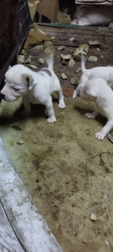 çubuş it: Pitbul, 1 ay, Ünvandan götürmə