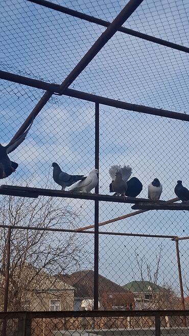 Göyərçinlər: Satılır — 3