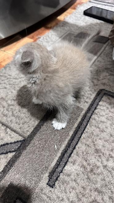 собаки пикинес: Котёнок с вислыми ушками, окрас серо-белый (биколор). Короткая густая — 4