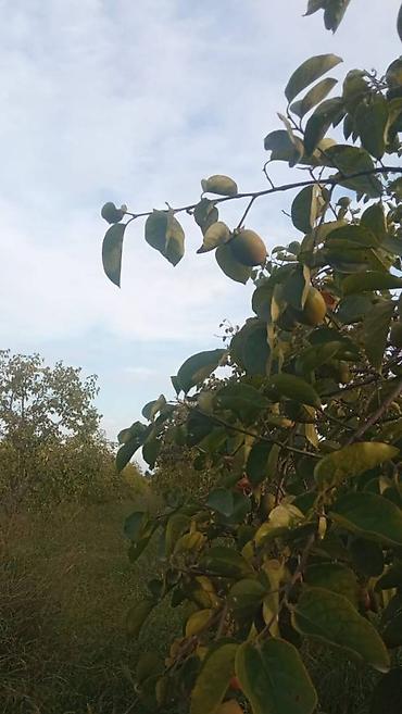 mingecevirde torpaq satisi: 263 sot, Kənd təsərrüfatı, Mülkiyyətçi, Kupça (Çıxarış) — 6