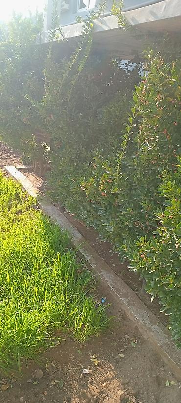 cokə ağacı satılır: Her zaman yaşıl qalan ağaclar satılır hər biri min manat 3 ədədi — 4