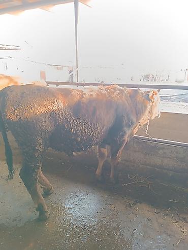 Коровы, быки: Продаю | Бык (самец) | На откорм | Привязанные — 6