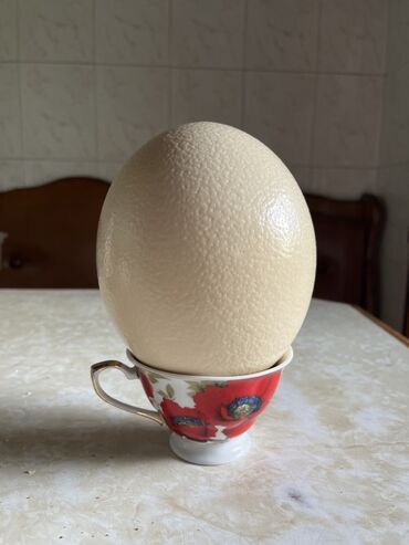 Молочные продукты и яйца: Пищевые страусиные яйца Количество: 2 яйца. Страусы несут яйца