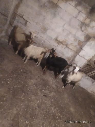 Heyvanlar: 2keci.2.cepis. cepisi.160.deyirem.birini.kecini.birini.190nan.deyirem — 3